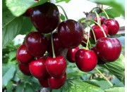 Cherries 350 Gram Punnet Grown in BLENHEIM Cherries 350 Gram Punnet Grown in BLENHEIM